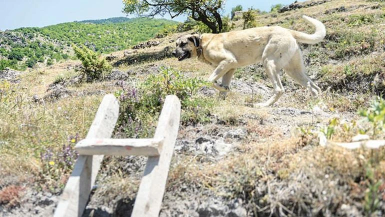Necmettin öğretmenin yürek burkan hikayesi