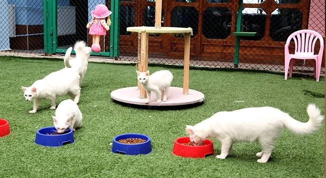 Van Gölü Ekspresi’ne İlgi Büyük! (Van Gölü Ekspresi Bileti)