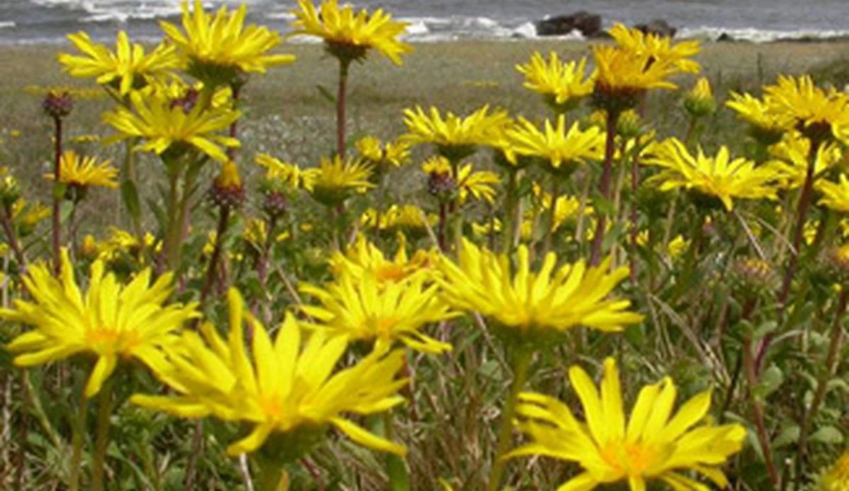 Boğmaca İçin Şifalı Bitkiler ve Karışımları Nelerdir?