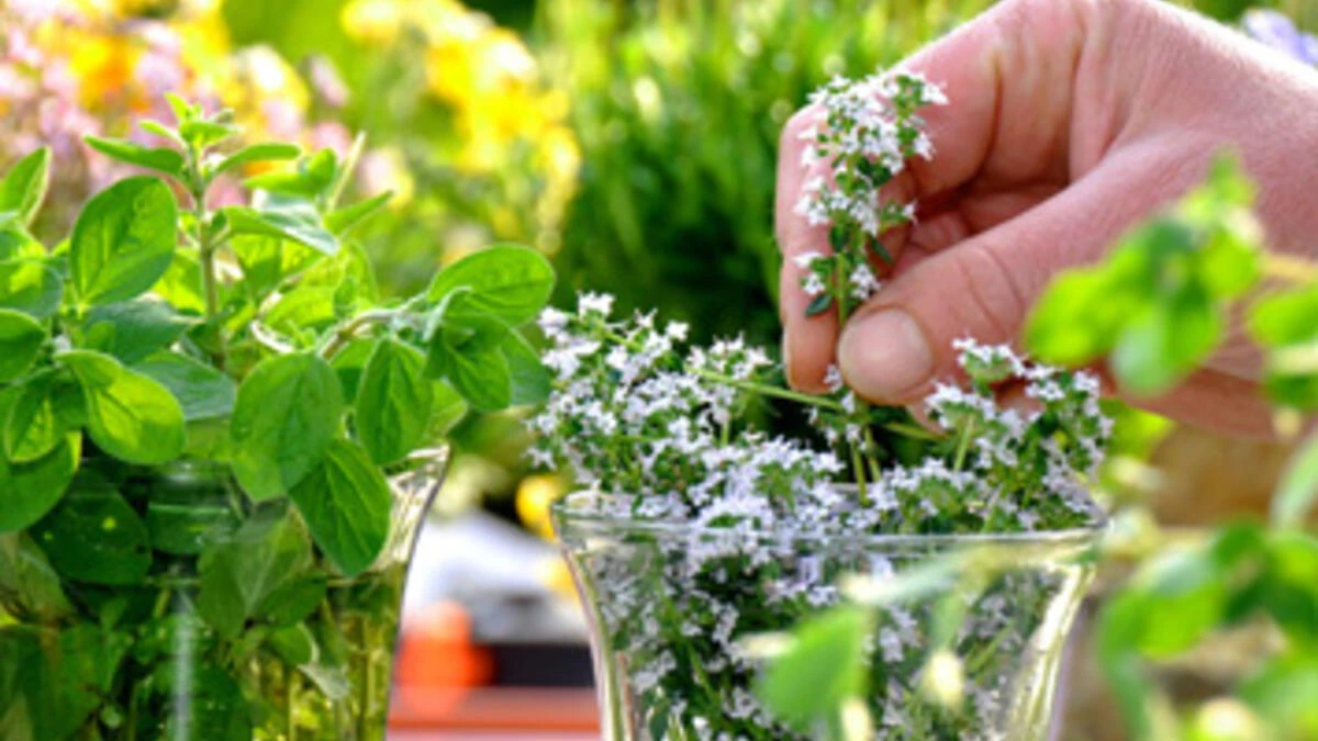 Solunum Sistemi Şifalı Bitkiler