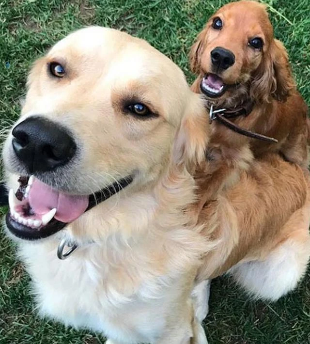 Ünlü oyuncu Burak Deniz'i köpek ısırdı