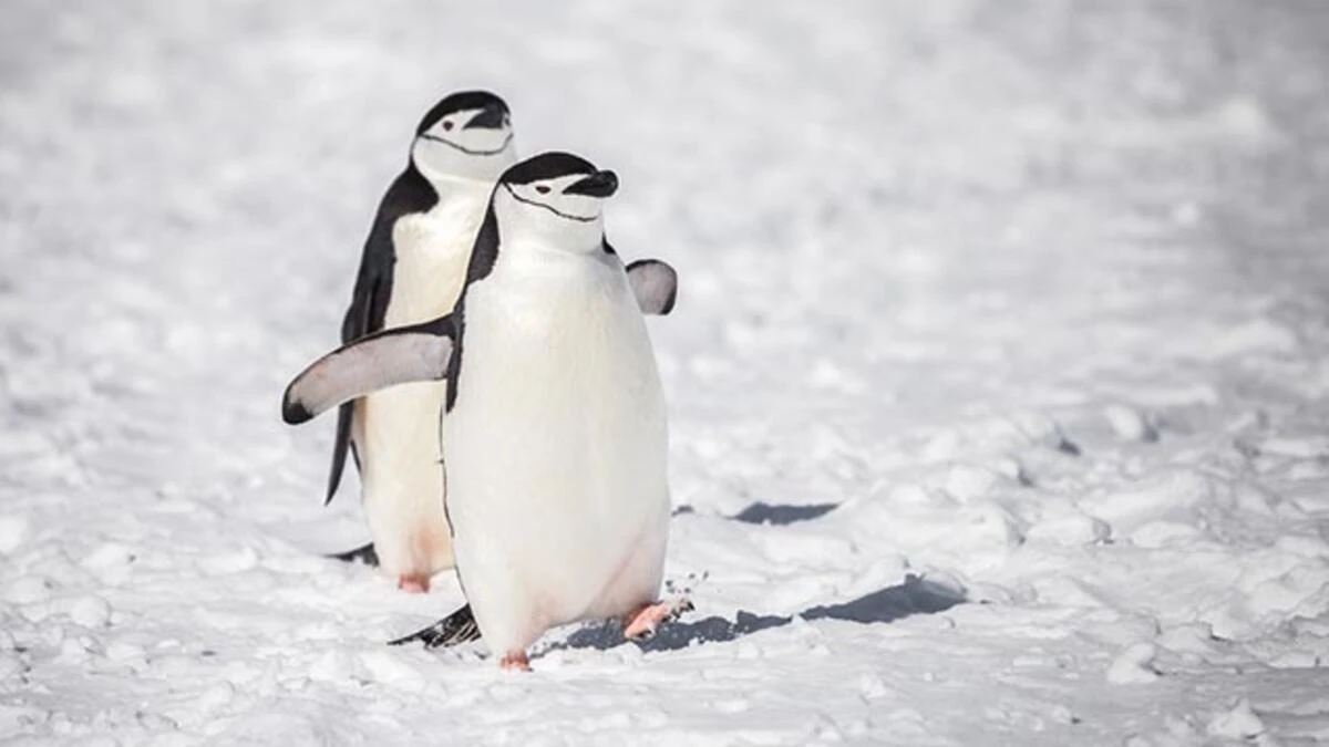 Karlı ve Buzlu Zeminde Düşmeden Nasıl Yürünür?