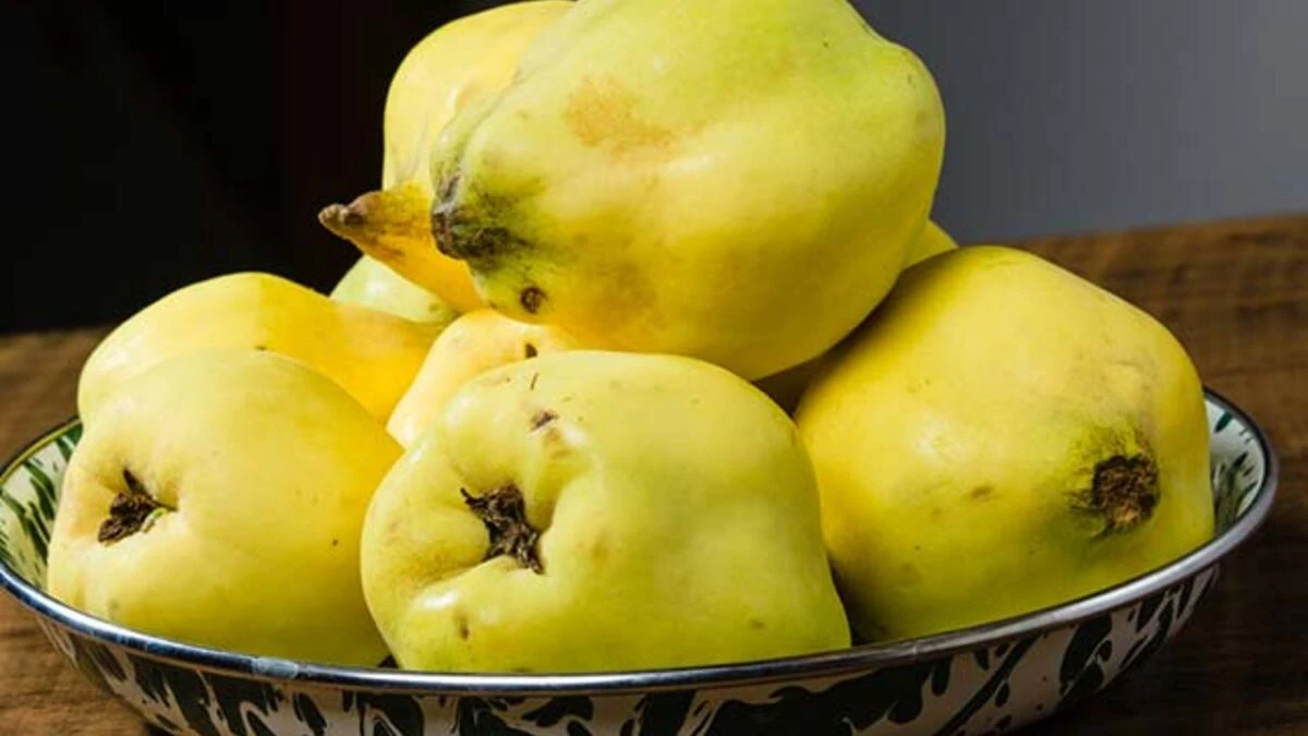 Ayvanın Ne Faydaları Var? Ayvanın Ne Gibi Zararları Var?