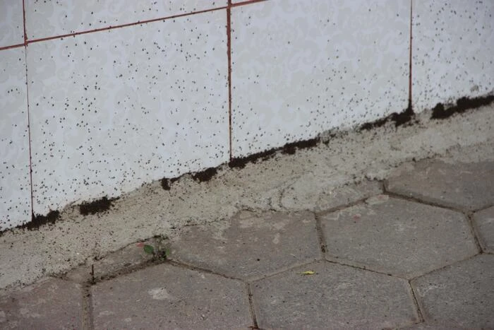 Böcek istilası başlayınca mahalleli evlerini boşalttı