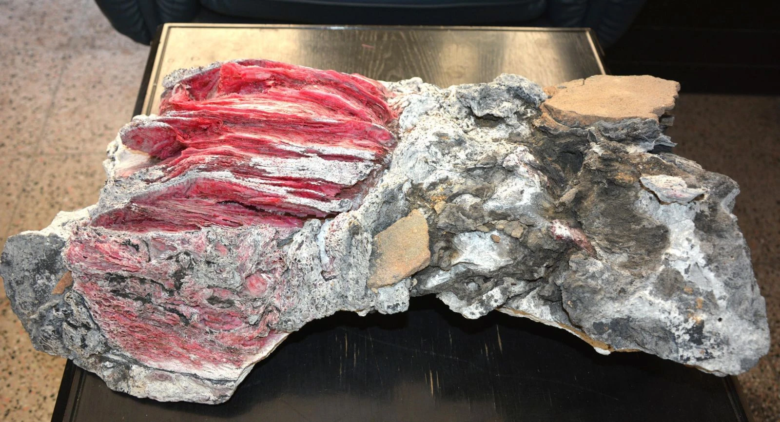 Muğla'dan bu kez 'fosil' çıkardı