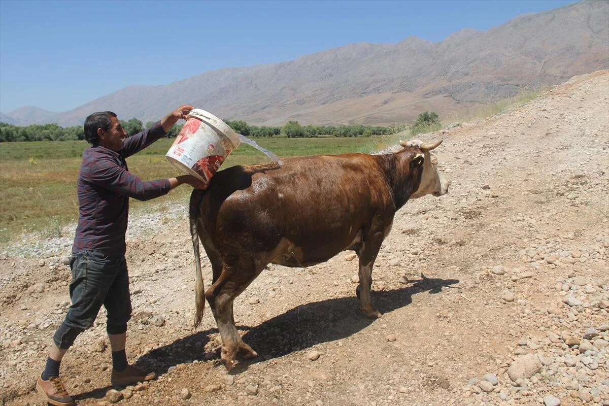 İnekler teker teker düştü! Ekipler seferber oldu