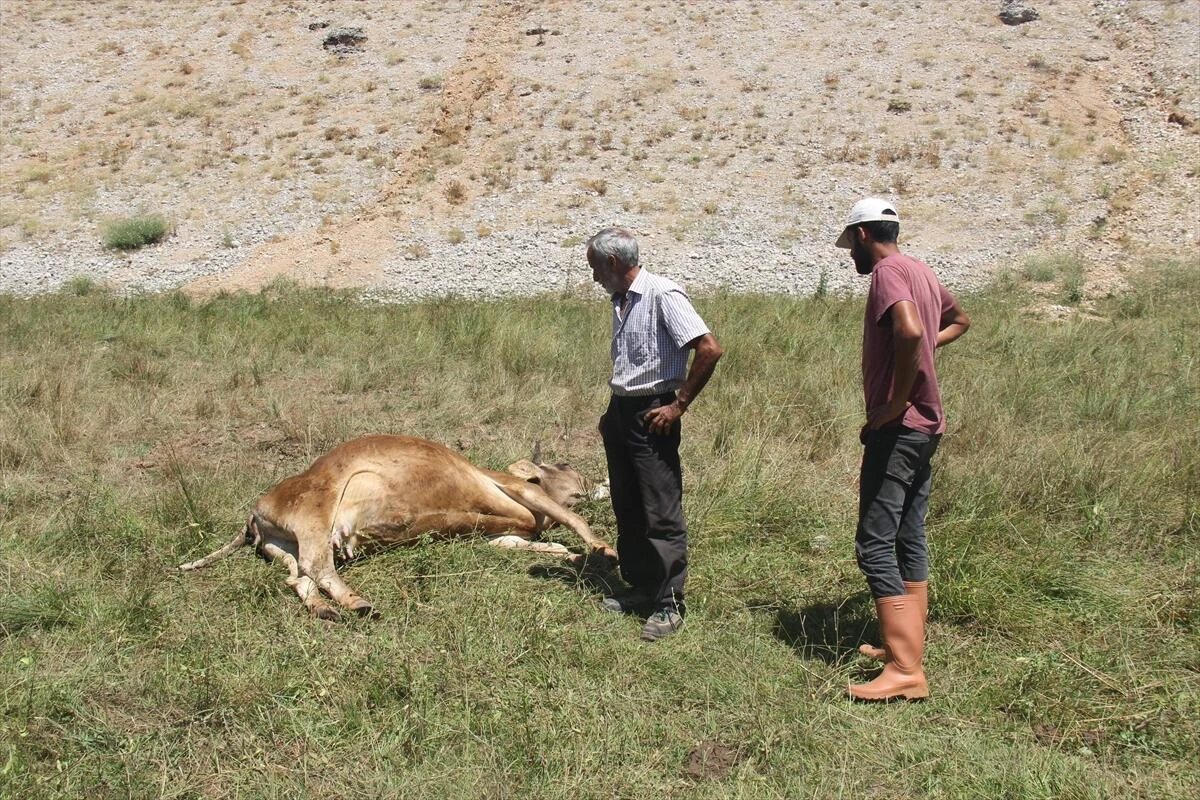 İnekler teker teker düştü! Ekipler seferber oldu