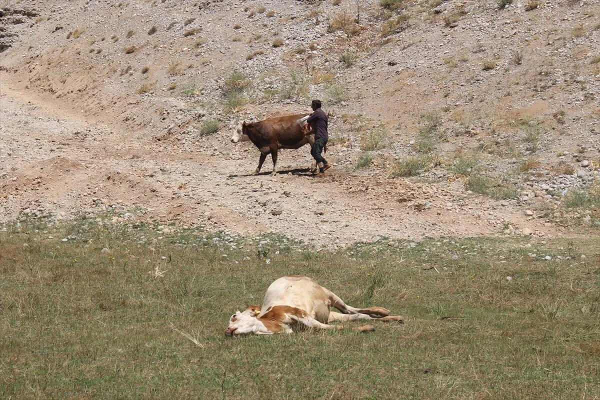İnekler teker teker düştü! Ekipler seferber oldu