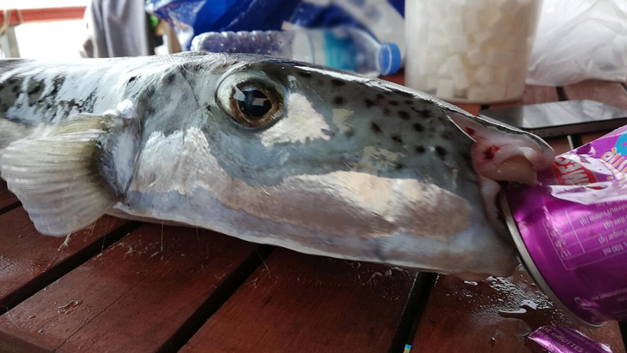 Balon Balığı (Kurbağa Balığı) Neden Zararlı? Balon Balığı Nasıl Zehirler? Balon Balığı Yenirse Ne Olur?