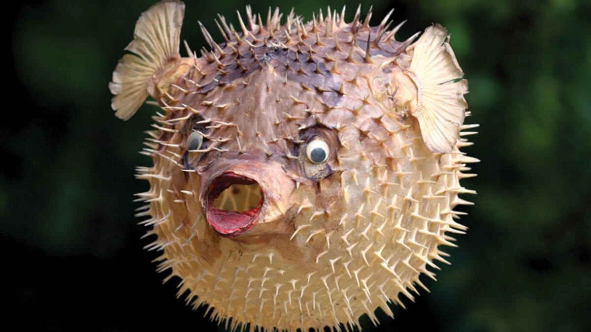 Balon Balığı (Kurbağa Balığı) Neden Zararlı? Balon Balığı Nasıl Zehirler? Balon Balığı Yenirse Ne Olur?