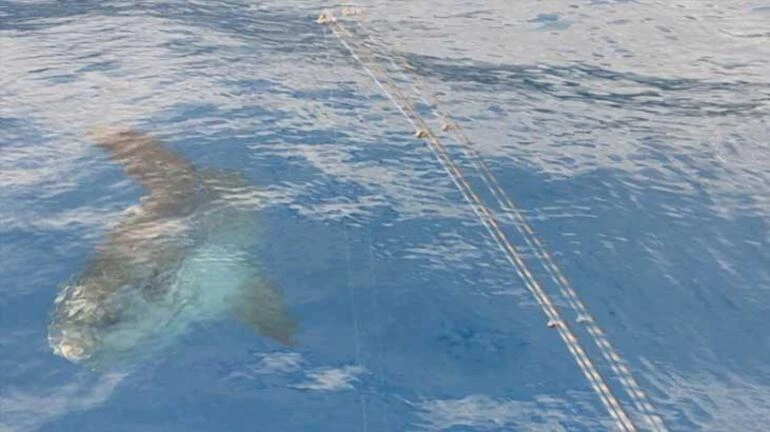 Antalya'da görülen 'ay balığı' şaşırttı