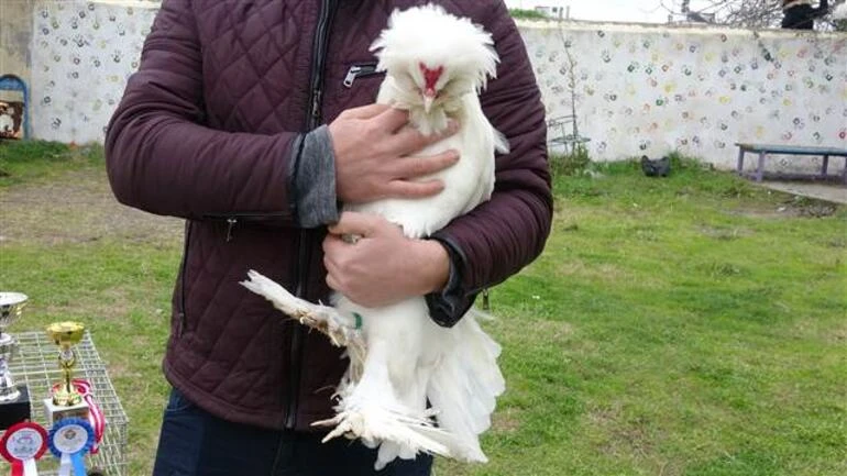 Teklif yağdı! Bu horoza paha biçilemiyor