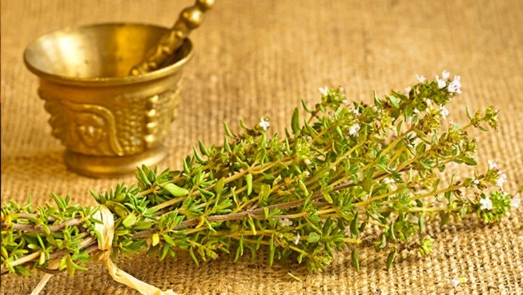 Kuru Kekik Otunun Faydaları Nelerdir?