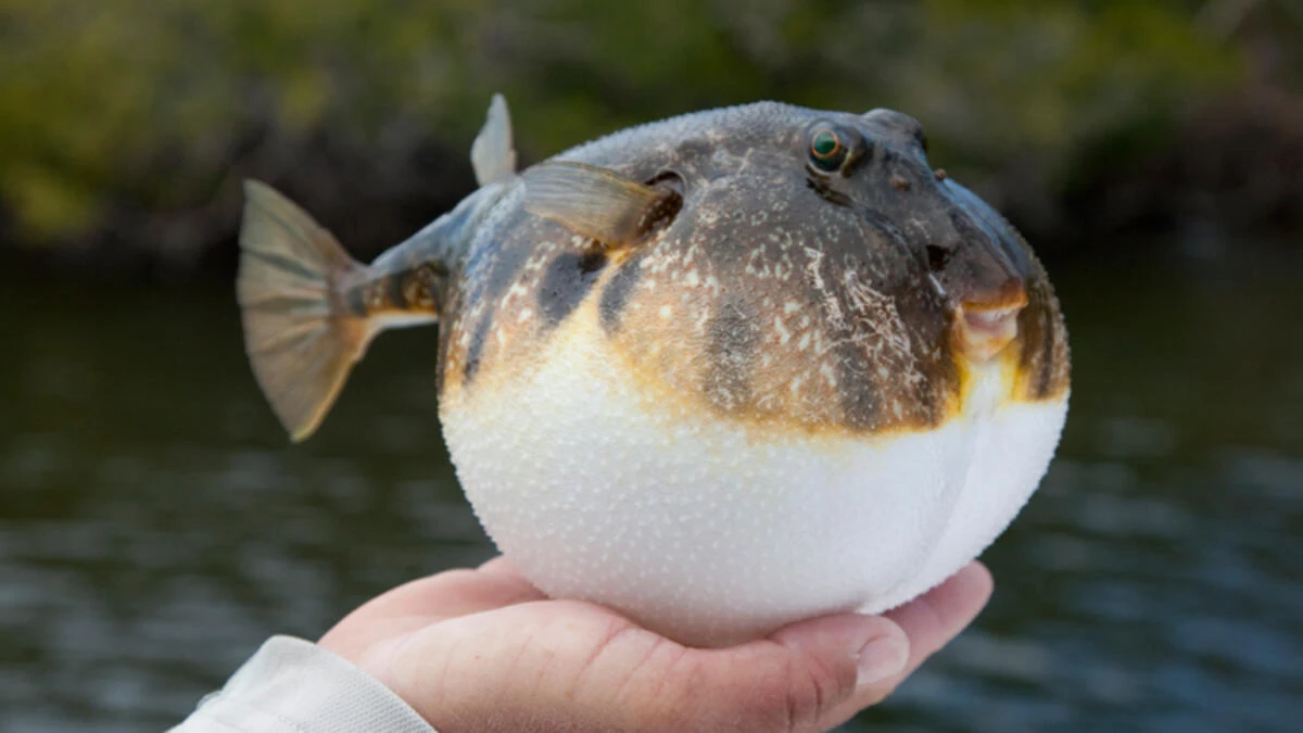 Balon Balığı (Kurbağa Balığı) Neden Zararlı? Balon Balığı Nasıl Zehirler? Balon Balığı Yenirse Ne Olur?