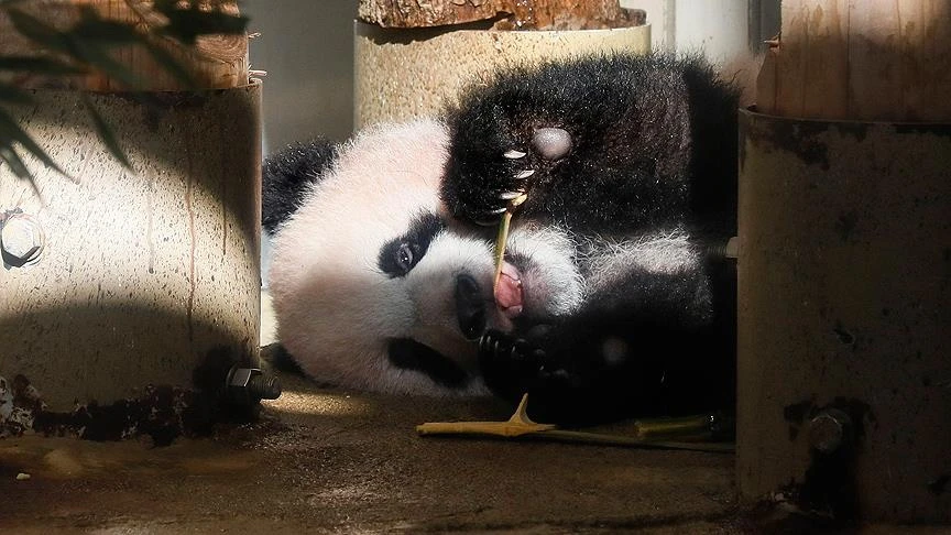 Japonya'da panda yavrusu görücüye çıktı