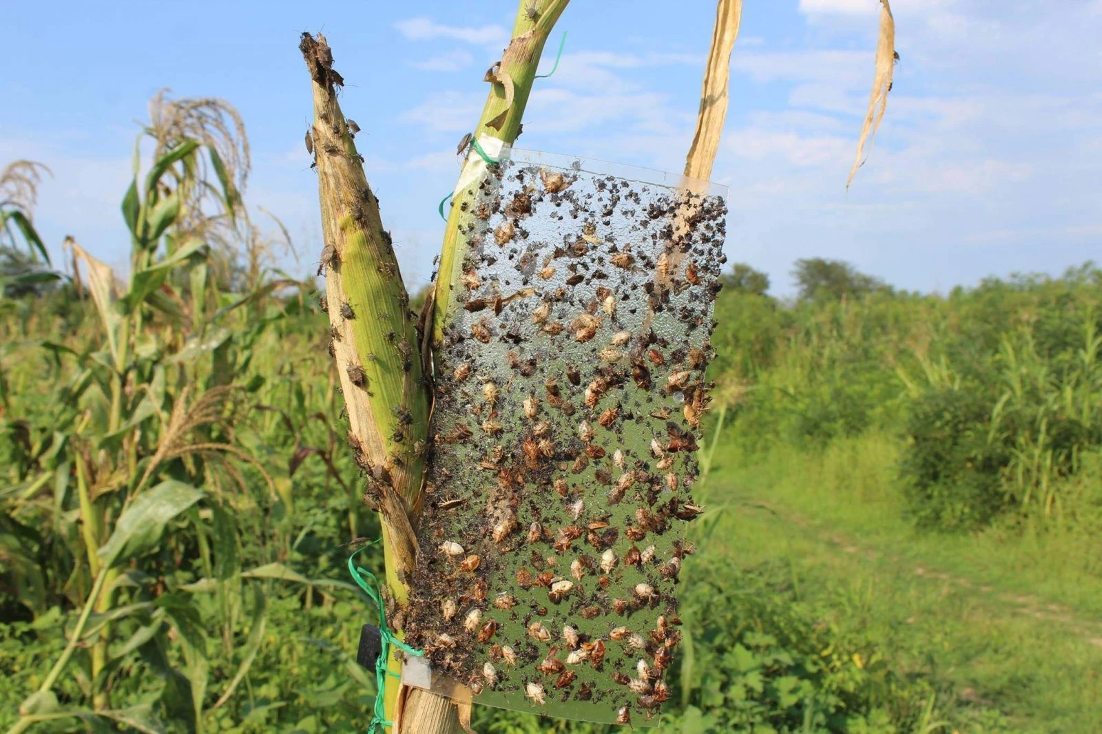 Dünyanın başı istilacı böceklerle dertte