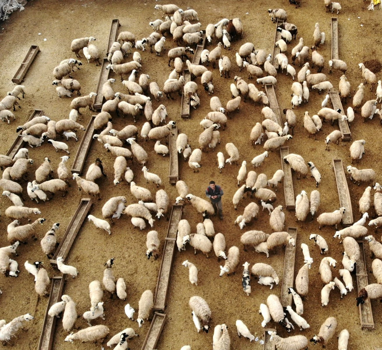 Koyun ve kuzuların buluşması havadan görüntülendi