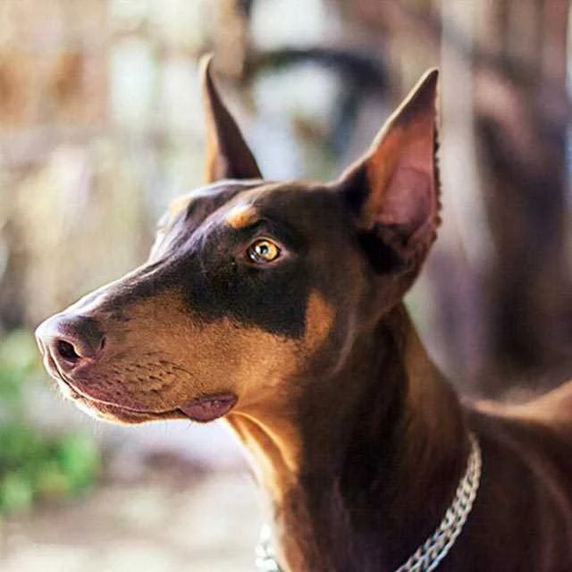 Dünyanın En Zeki ve En Akıllı Köpekleri