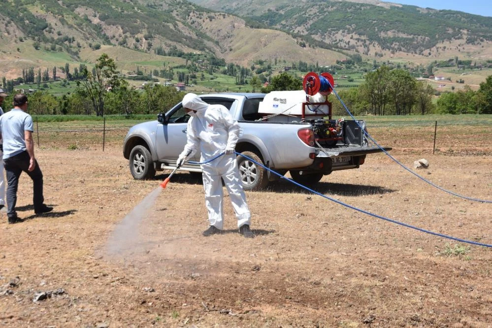 Korkulan oldu, kuraklık çekirge getirdi