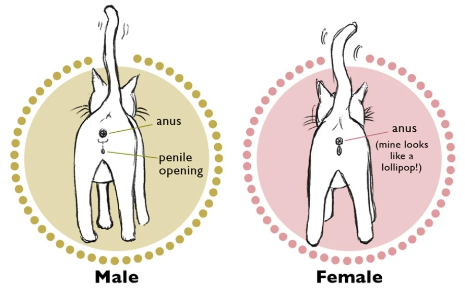Kedinin cinsiyeti nasıl anlaşılır, Yavru kedinin cinsiyete nasıl bakılır?
