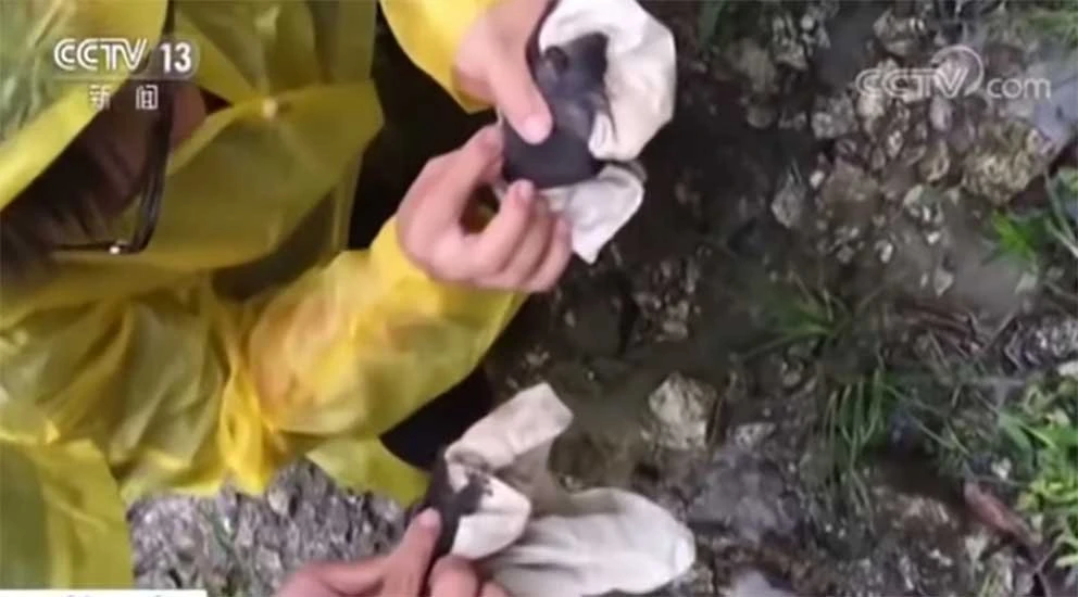 Yarasaların Wuhan'da uzmanları ısırdığı görüntüler ortaya çıktı