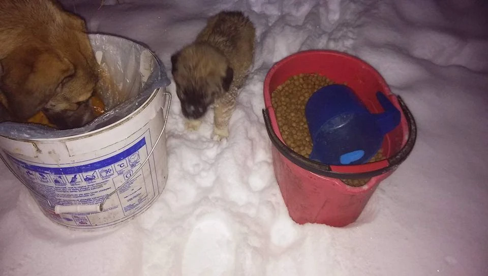Giresun Şebinkarahisar'da kan donduran görüntüler, hayvanlar donarak can veriyor