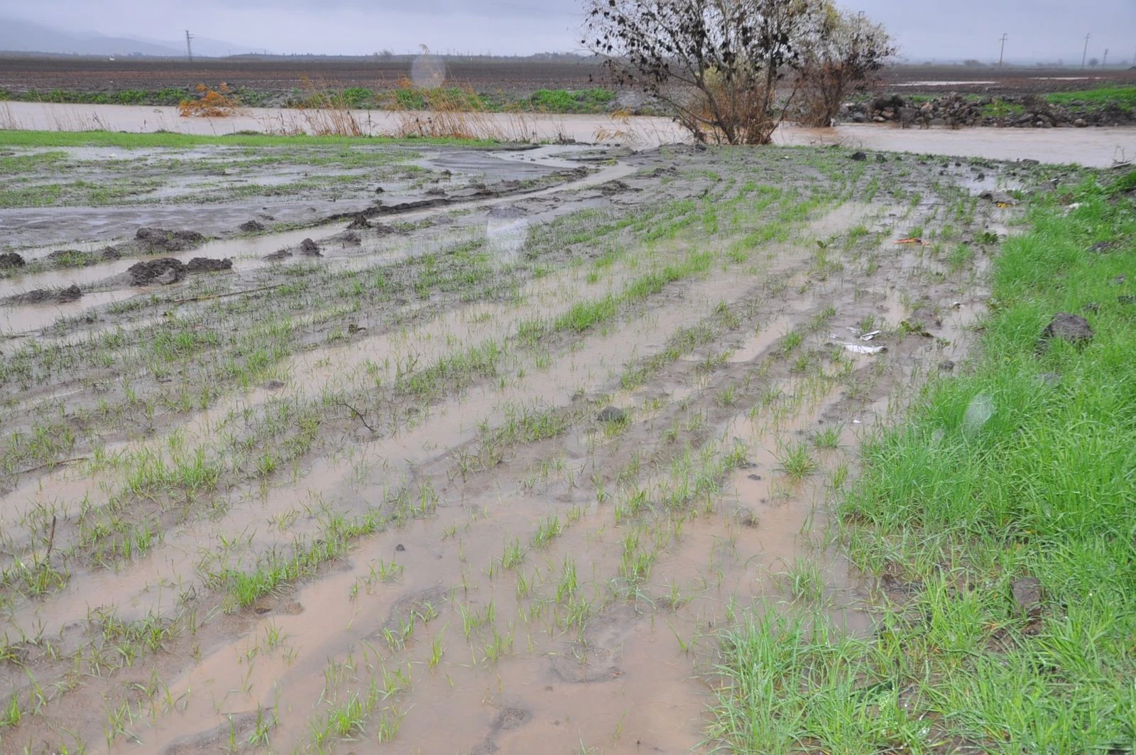 Şiddetli yağış nedeniyle buğday tarlaları gölete döndü