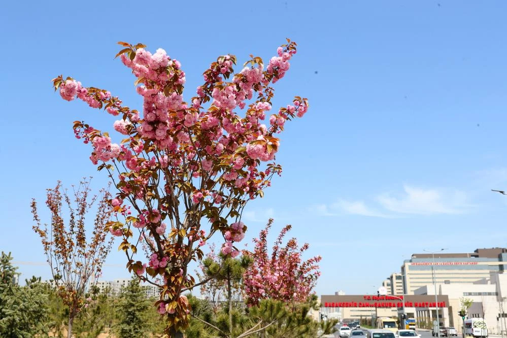 Başakşehir’de sakura ağaçları çiçek açtı