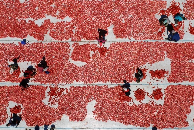 İzmir ovaları kırmızıya büründü