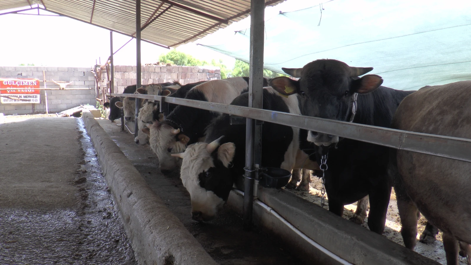 Uzmanı açıkladı! İşte kurbanlık alırken dikkat edilmesi gerekenler