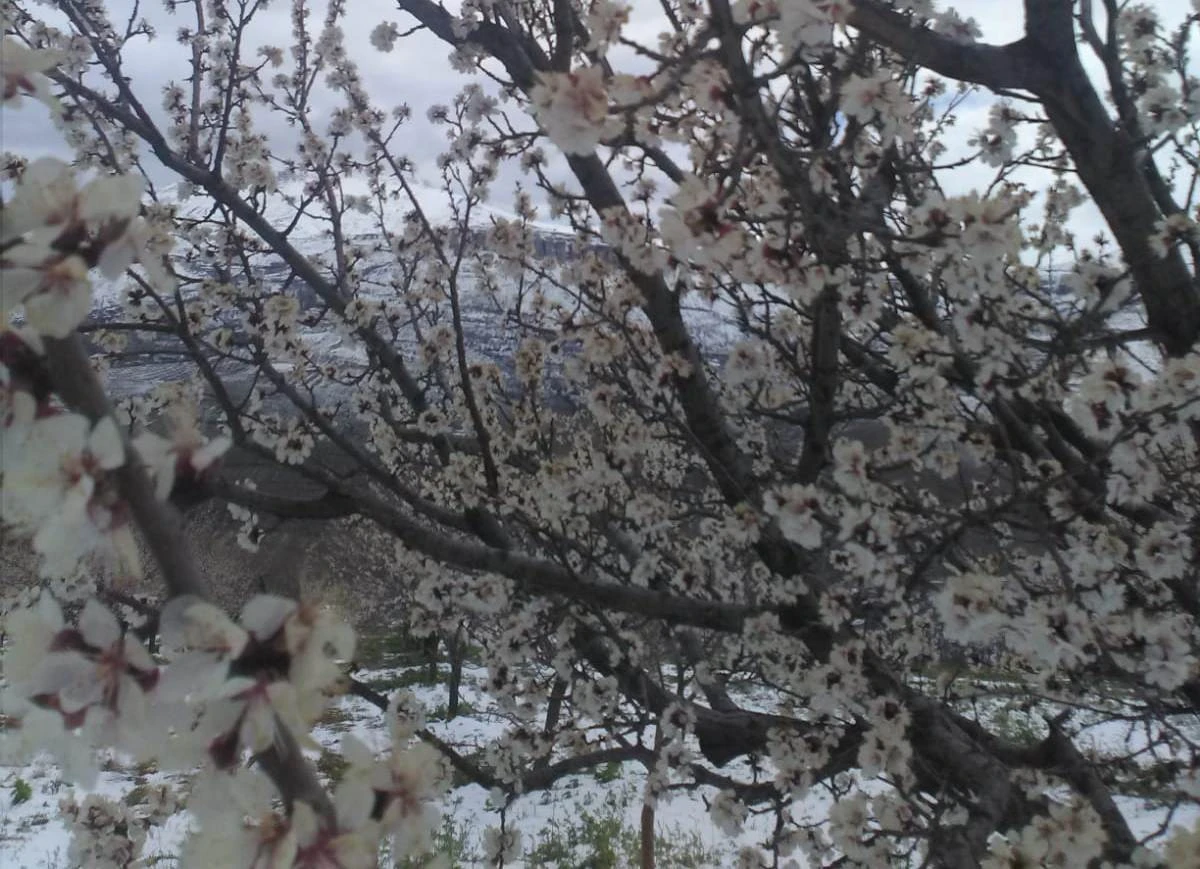 Malatya'da çiçek açan kayısı ağaçlarını kar vurdu