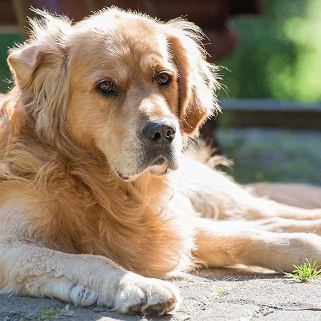 Dünyanın En Zeki ve En Akıllı Köpekleri