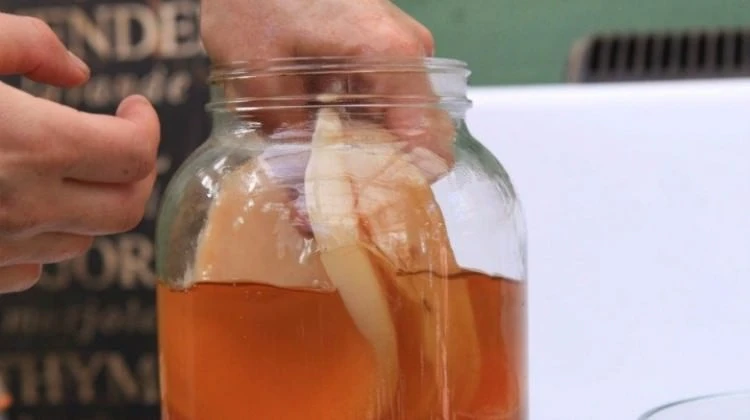 Kombucha (Kombu) Çayı nedir? Kombu Çayı'nın faydaları ve Zararları