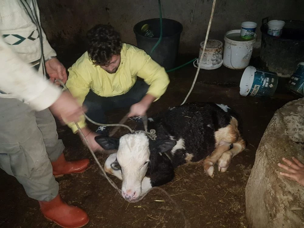 Kuyuya düşen buzağıyı kurtarmak için seferber oldular