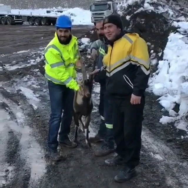 Aç kalan dağ keçisi şantiyeye girdi