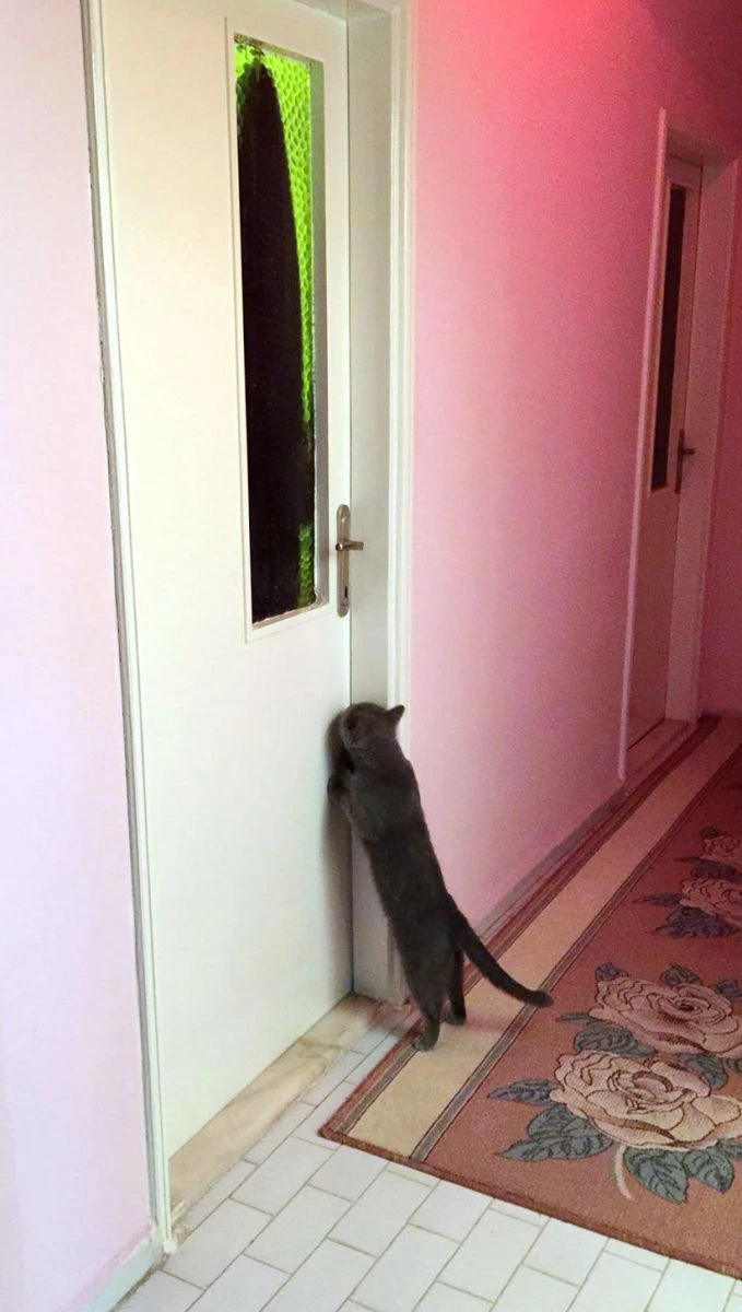 Ölen sahibinin odasının önünden 6 aydır ayrılmıyor