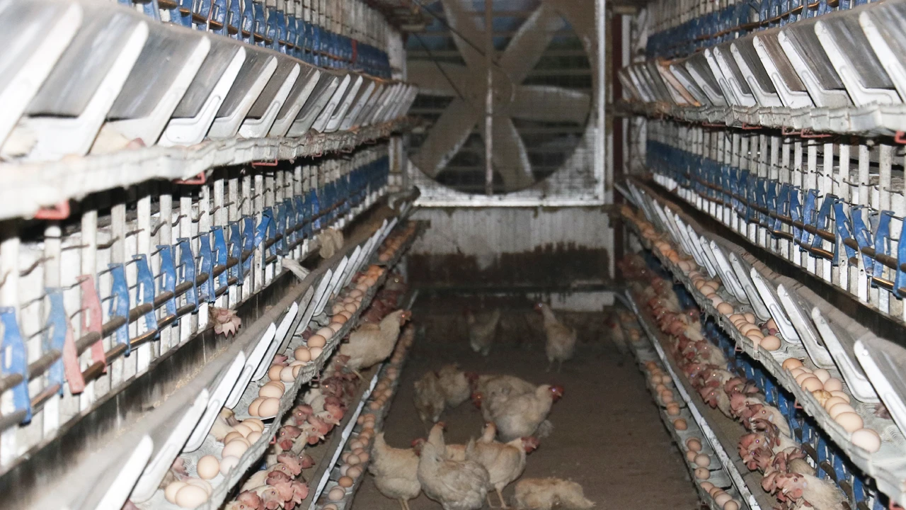 Binlerce tavuk havalandırma yüzünden telef oldu, sahibi kahroldu!