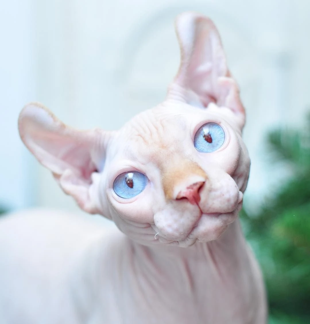 Kedi Tür ve Irkları Kedi Irklarının Karakteristik Özellikleri