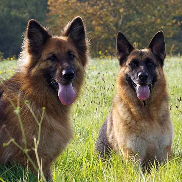 Dünyanın En Zeki ve En Akıllı Köpekleri