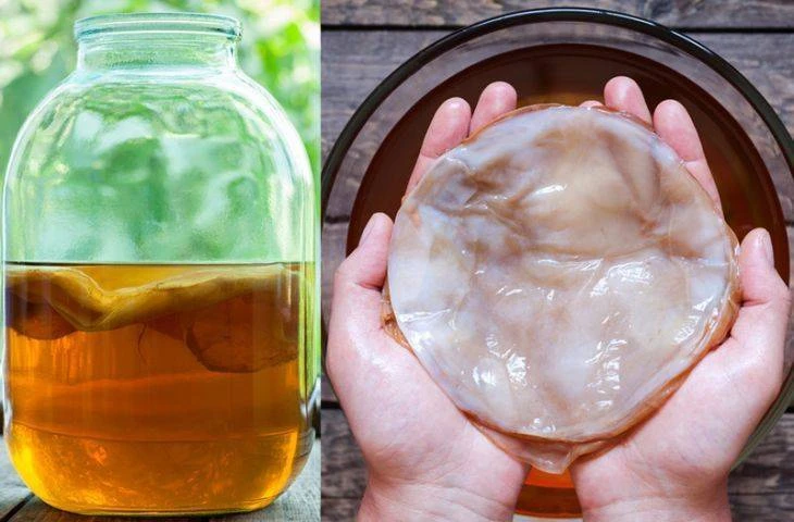 Kombucha (Kombu) Çayı nedir? Kombu Çayı'nın faydaları ve Zararları