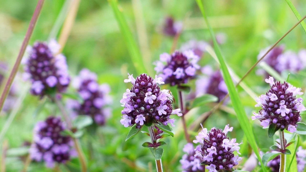 Kekiğin Nelere Faydası Var? Kuru Kekik Otunun Faydaları Nelerdir?