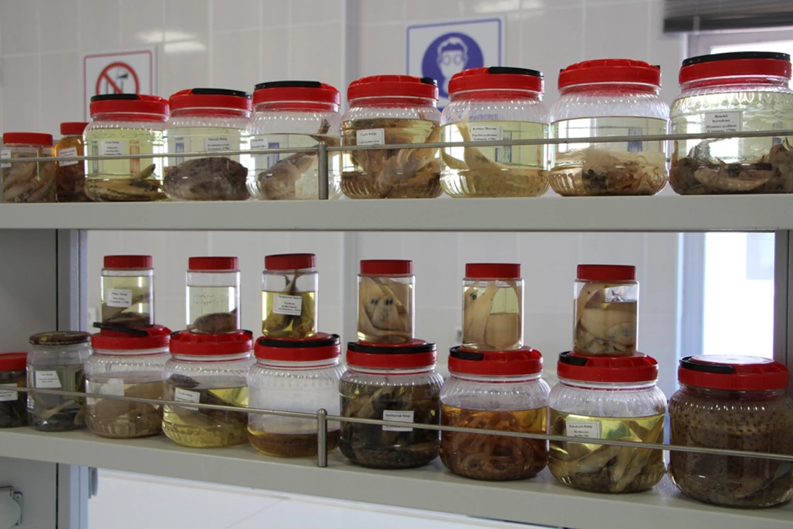 Bilim insanları deniz salyasının etkilerini araştırıyor