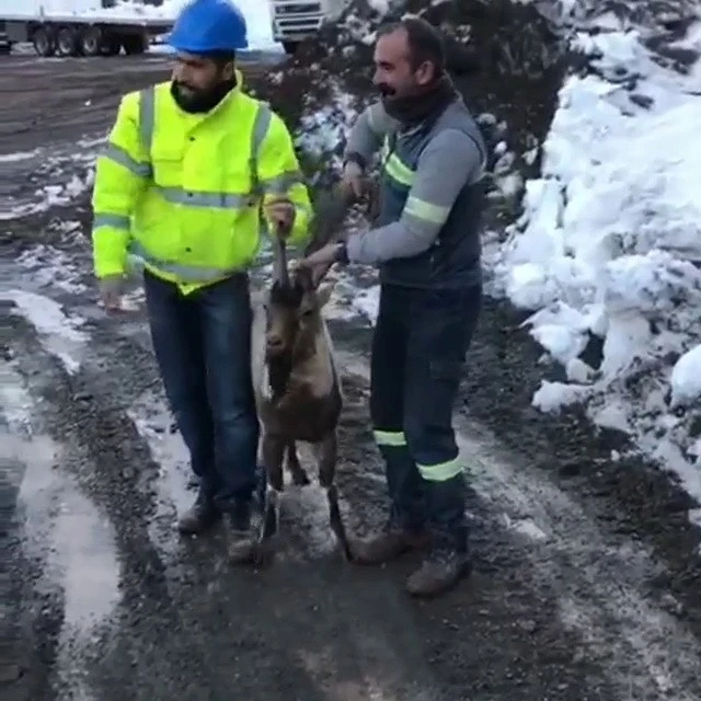Aç kalan dağ keçisi şantiyeye girdi