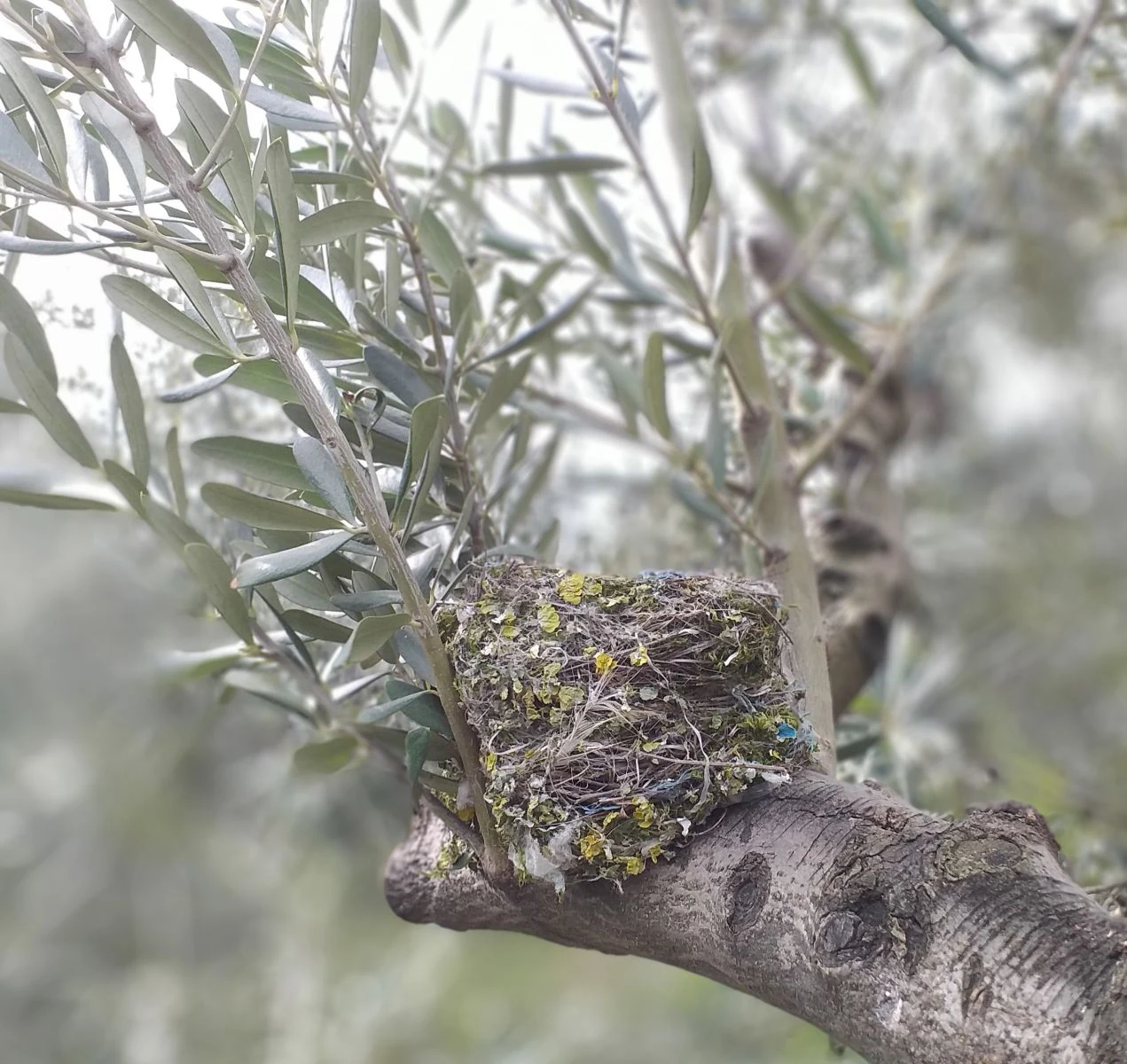 Kuşlar ölmesin diye ağaçlarını budamıyorlar