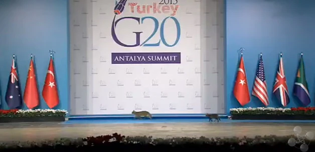 Antalya G20 zirvesinde kedilerin sahne şovu güldürdü
