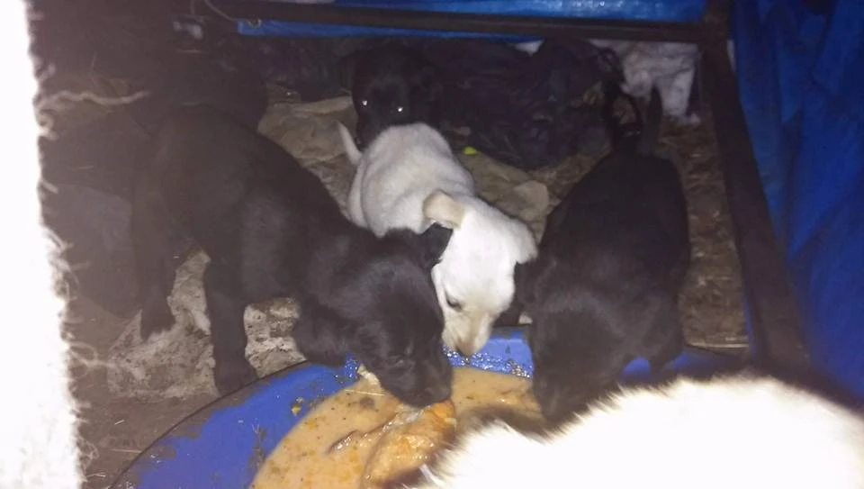 Giresun Şebinkarahisar'da kan donduran görüntüler, hayvanlar donarak can veriyor