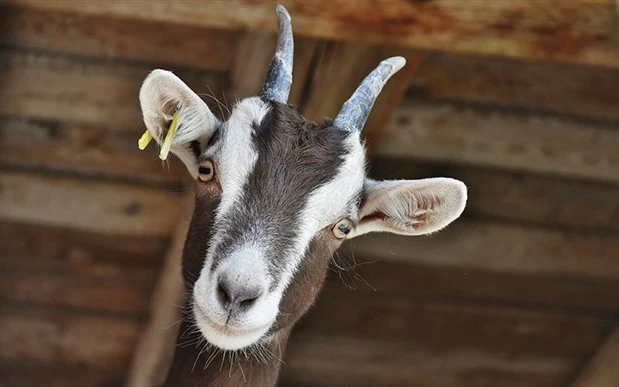 Alkolün etkisiyle başkasına ait keçiyi evine götürdü