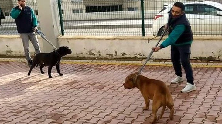 Cumhurbaşkanı Erdoğan'dan belediyelere çağrı: Sahipsiz hayvanlar için önlem alın