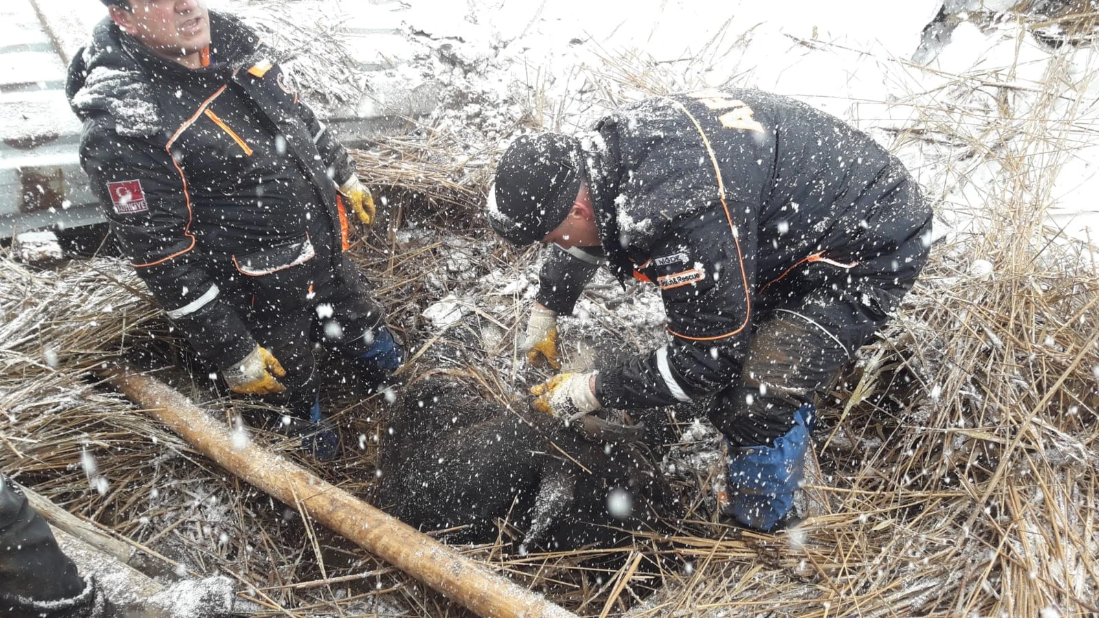 Yoğun kar yağışına dayanamayan ahırın tavanı çöktü
