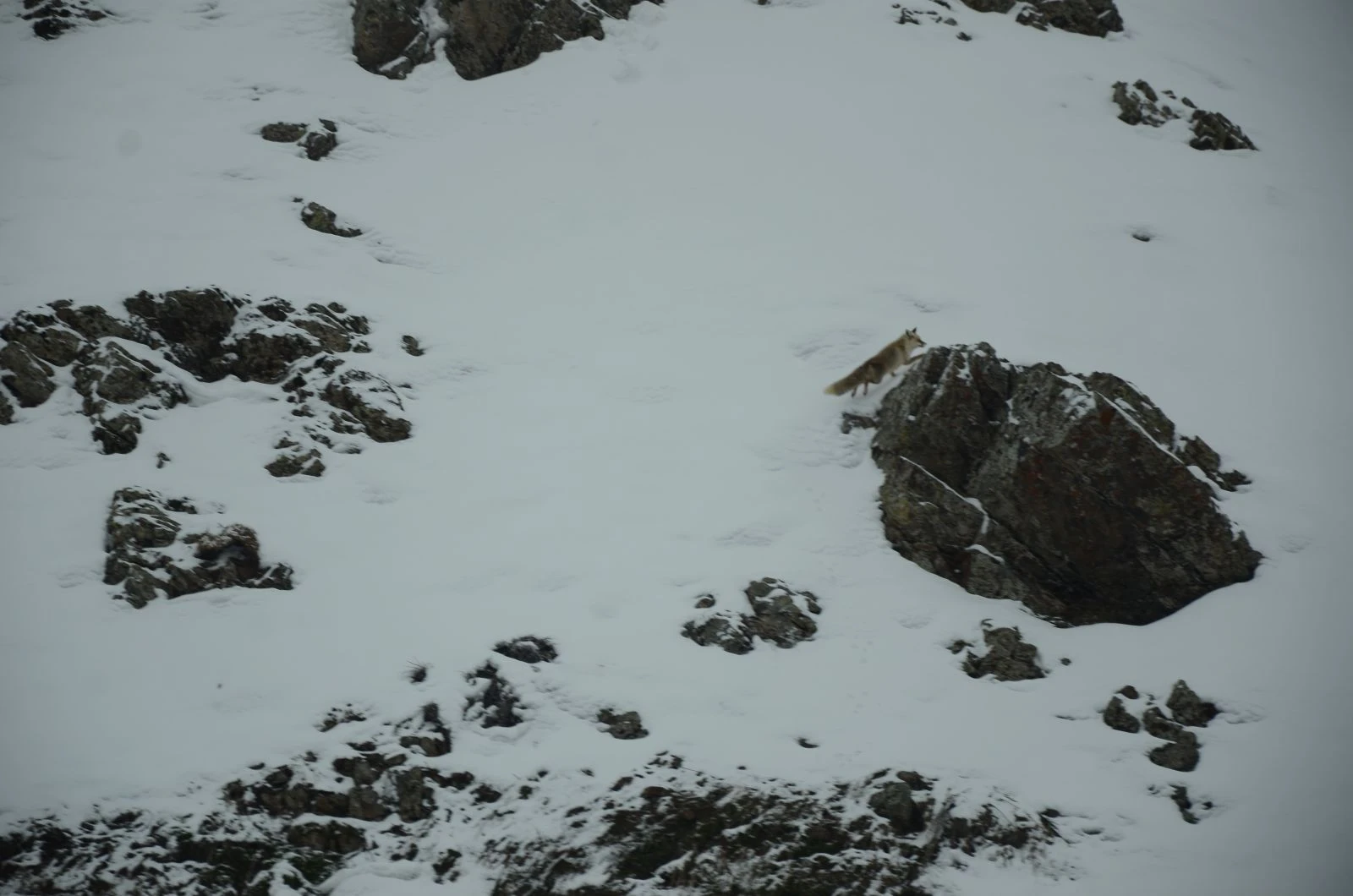 Şırnak'ta aç kalan tilki yola indi